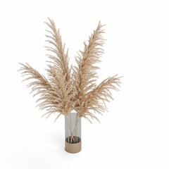 Pampas grass in a flower pot on the white background