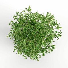 3D illustration of a green plant isolated on a white background