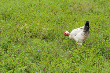Photo of white hen with bare neck in a green meadow. Concept of domestic animals.