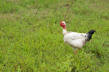 Photo of white hen with bare neck in a green meadow. Concept of domestic animals.