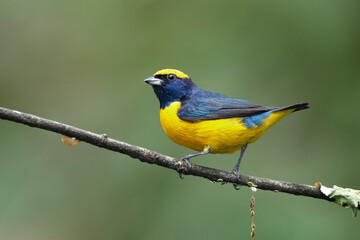 Yellow_crowned_Euphonia