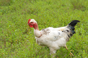 Photo of white hen with bare neck in a green meadow. Concept of domestic animals.