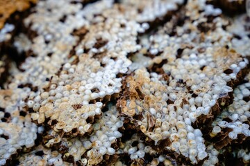 Closeup shot of wasp larva on sale at an outdoor market