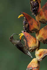 White-tipped Sicklebill