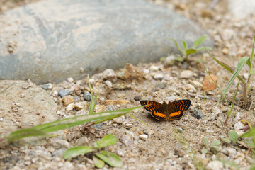 Picture of orange and black butterflies resting on the ground. Concept of insects, wildlife and nature.