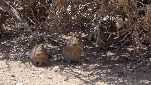 cute little Degus, Octodon, rodents native to South America. Group of Degu sitting at their den in the arid landscape of the atacama desert in Chile at chinchilla sanctuary.