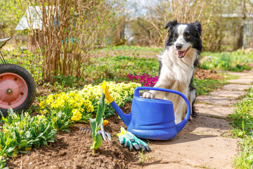 Outdoor portrait of cute dog border collie with watering can in garden background. Funny puppy dog as gardener fetching watering can for irrigation. Gardening and agriculture concept © Юлия Завалишина