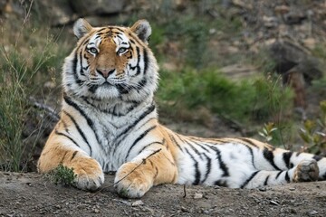 Tiger lying on rocky ground
