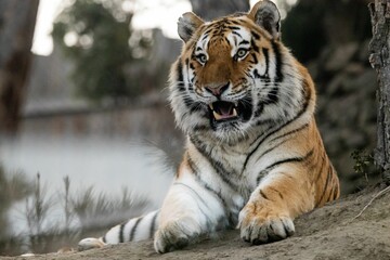 Tiger lying on rocky ground