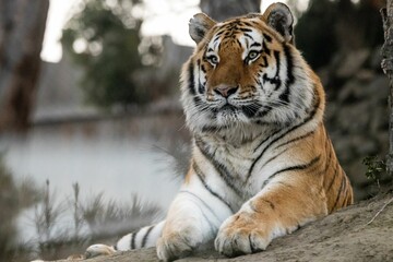 Tiger lying on rocky ground