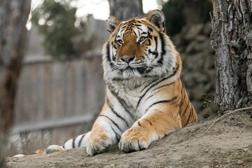Tiger lying on rocky ground