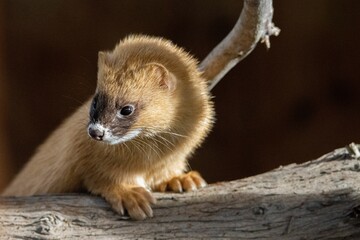 Small Siberian skunk perching on wood