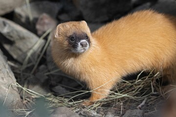 Small Siberian skunk standing on rocky ground