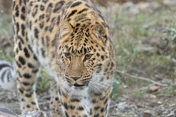 Leopard walking in field