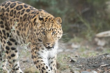 Fototapeta na wymiar Leopard walking in field