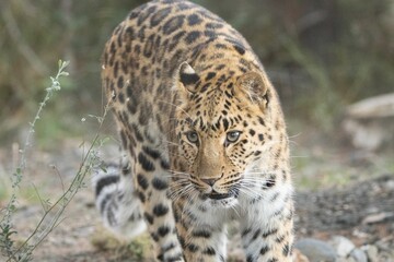 Leopard walking in field