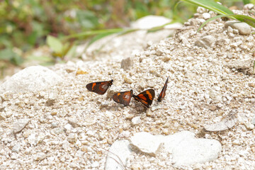 Picture of orange and black butterflies resting on the ground. Concept of insects, wildlife and nature.