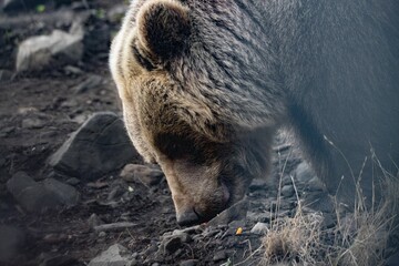 Brown bear head bent over the dark and rocky ground