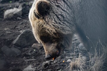 Brown bear head bent over the dark and rocky ground