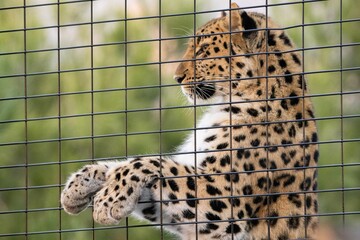 Leopard behind a fence