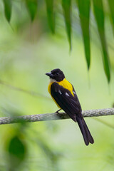 White-throated Shrike Tanager