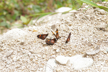Picture of orange and black butterflies resting on the ground. Concept of insects, wildlife and nature.