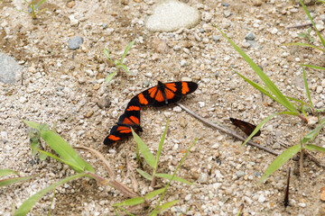 Picture of orange and black butterflies resting on the ground. Concept of insects, wildlife and nature.