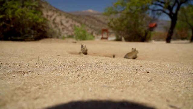 cute little Degus, Octodon, rodents native to South America. Group of Degu sitting at their den in the arid landscape of the atacama desert in Chile at chinchilla sanctuary.