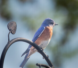 Eastern Bluebird