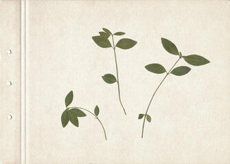 Vintage pressed and dried green leaf herbarium background on old paper. Scanned image.