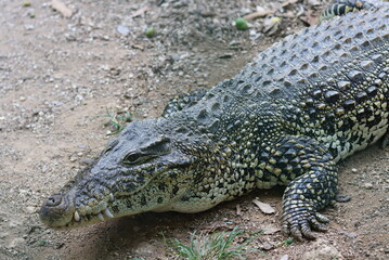 alligator in the zoo