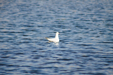 Closeup of white gull on rippled lake