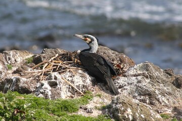 Selective focus shot of a cormorant in the nest
