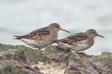 Selective focus shot of two sandpipers perched on rocks