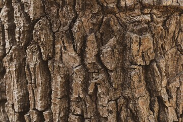 close up of the old bark texture pattern in the forest Vintage background