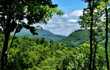 Obraz premium Scenic shot of trees on a forest and a mountain on a beautiful sky