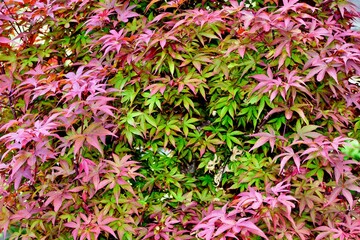 Closeup of colorful leaves of a Japanese maple tree