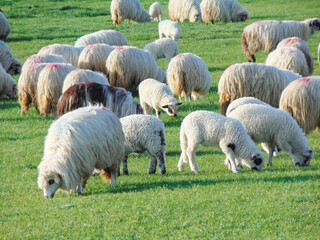 Obraz premium Flock of sheep grazing in Maramures county, Romania