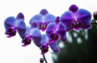 Fototapeta na wymiar Orchid flowers isolated on white background. Illustration. AI Generated