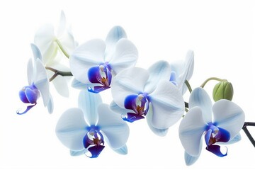 Fototapeta na wymiar Orchid flowers isolated on white background. Illustration. AI Generated