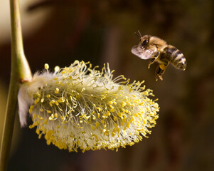 bee on a flower