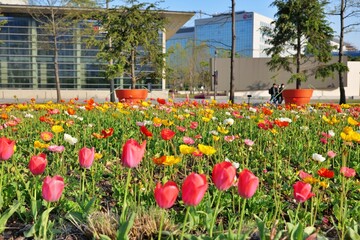 flower, 봄, 뜰, flower, 네이처, 튤립, 들판, 튤립, 여름, red, 경관, 목초지, 식물, 식물, sky, 공원, 목초, 분홍, 개화, 양귀비, 양귀비, yellow, 보라색, 블로섬, 미