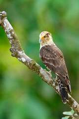 Yellow-headed Caracara