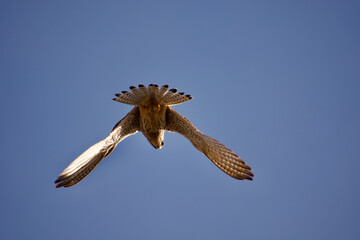 Kestrel in flight