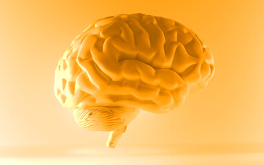 Human brain anatomical model, side view. 3d rendering.