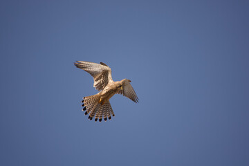kite in flight