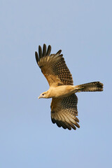 Yellow-headed Caracara