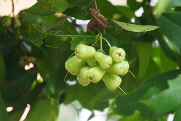 Syzygium aqueum (watery rose apple, water apple, bell fruit, jambu air) fruits on the tree. The fruit has a very mild and slightly sweet taste similar to apples, and a crisp watery texture.