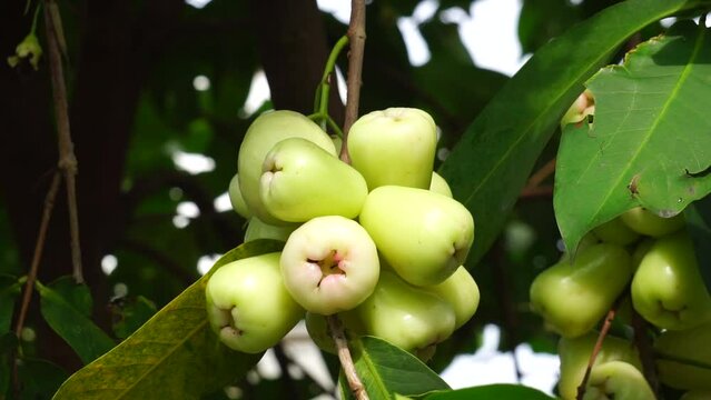 Syzygium aqueum (watery rose apple, water apple, bell fruit, jambu air) fruits on the tree. The fruit has a very mild and slightly sweet taste similar to apples, and a crisp watery texture.