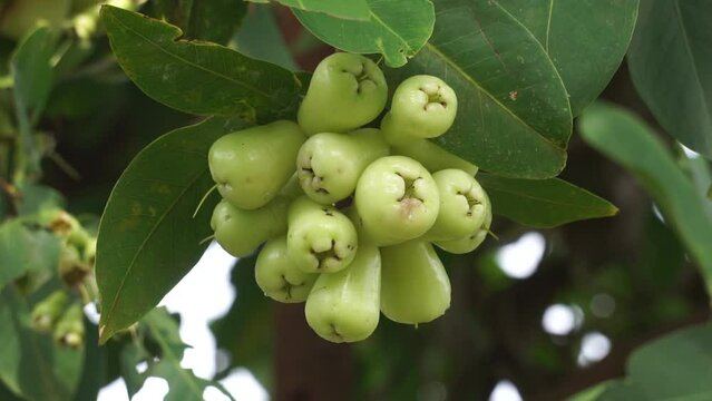 Syzygium aqueum (watery rose apple, water apple, bell fruit, jambu air) fruits on the tree. The fruit has a very mild and slightly sweet taste similar to apples, and a crisp watery texture.